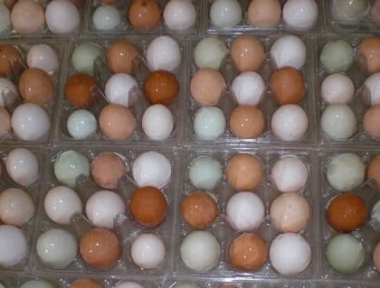 Healthy Macaw Parrots Eggs