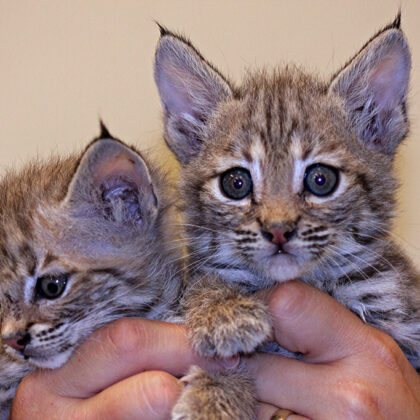 Bobcat Kitten