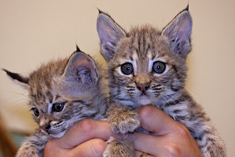 Bobcat Kitten