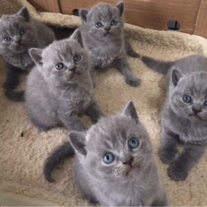 British Shorthair Kitten