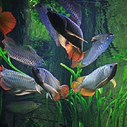 Buy Arapaima Arowana Fish