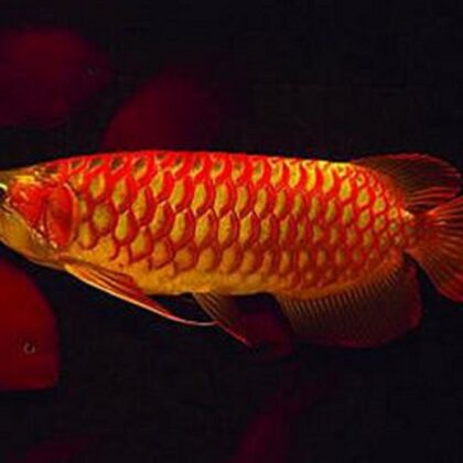 Buy Asian Red Arowana