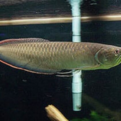 Buy Black Arowana fish