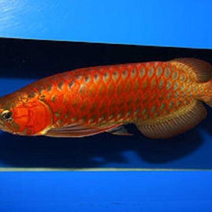 Buy Chili Red Arowana