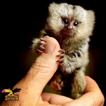 Buy Marmoset Monkey online