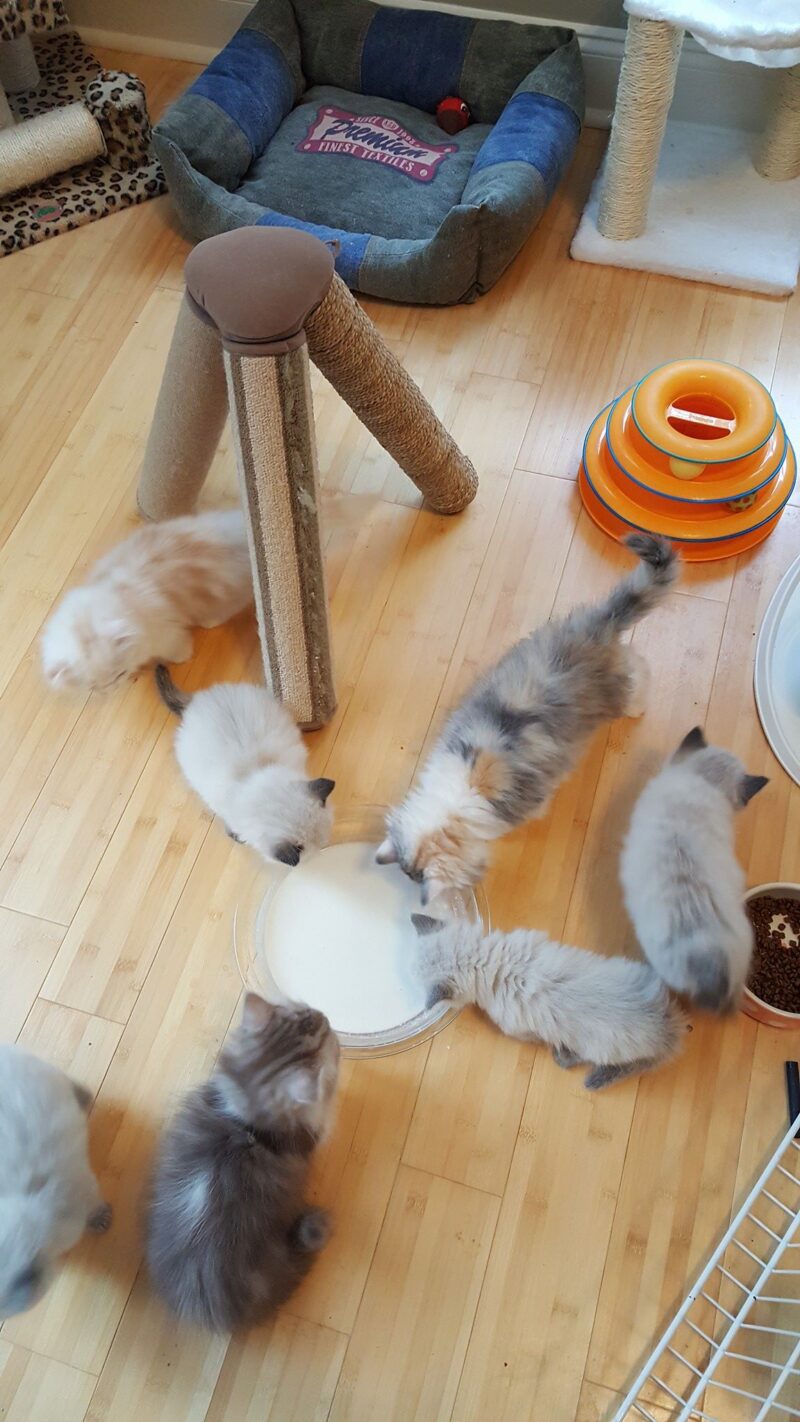 Buy Scottish Fold Kittens