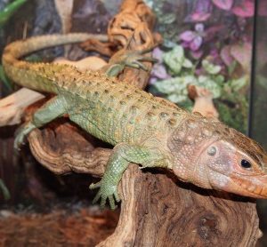 Caiman Lizard for sale