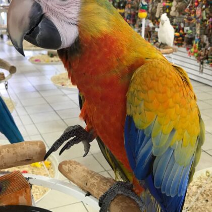 Buy Camelina Macaw Parrot