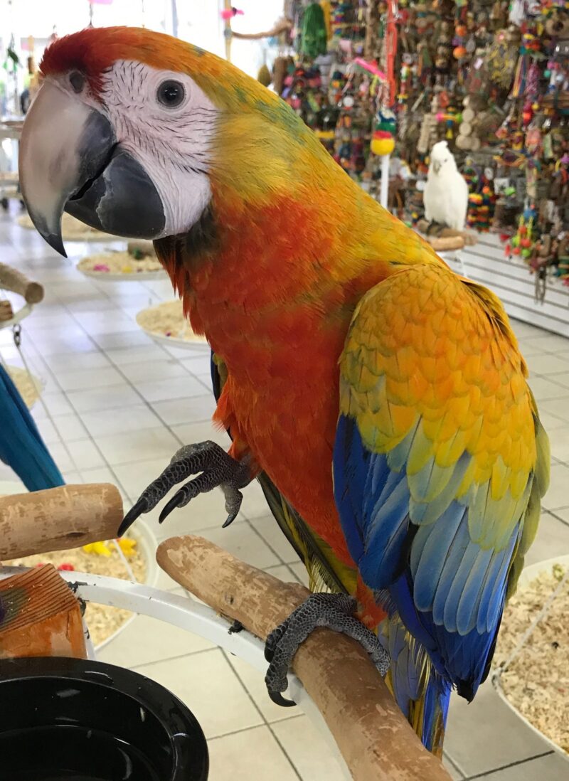 Buy Camelina Macaw Parrot