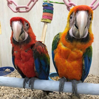 Buy Camelot Macaw Parrot