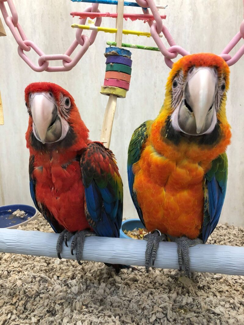 Buy Camelot Macaw Parrot