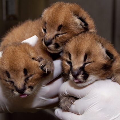 Caracal kitten