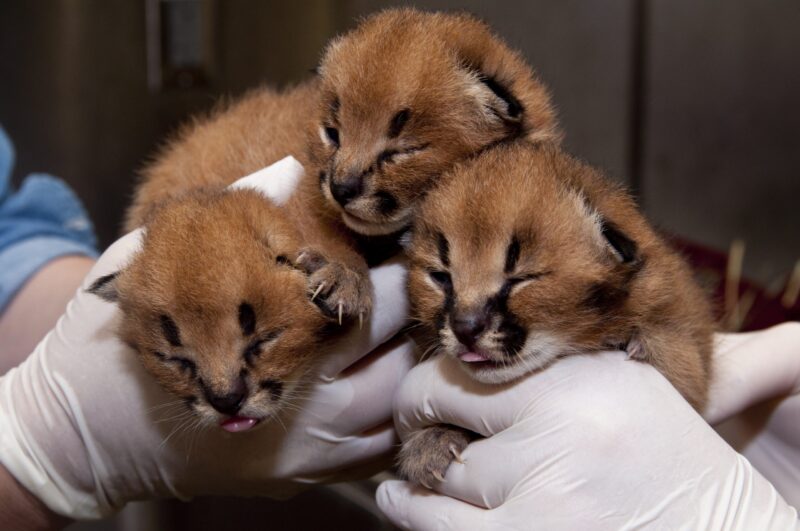 Caracal kitten