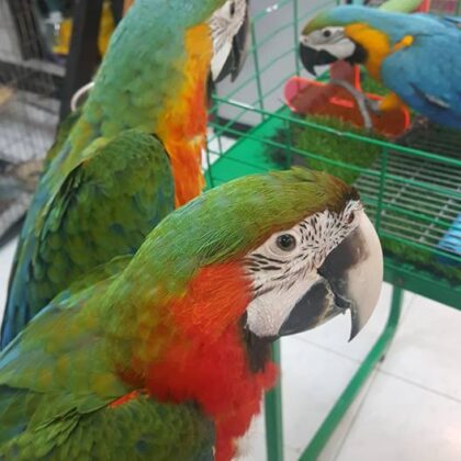 Buy Catalina Macaw Parrot