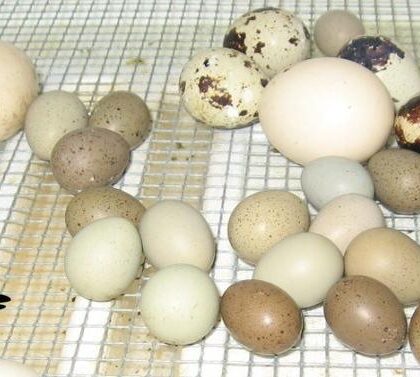 Buy Cockatoo Eggs online