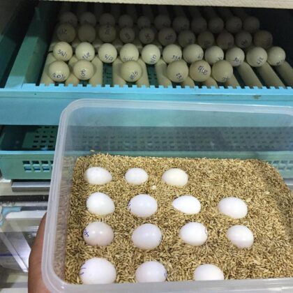 Buy Congo African Grey Parrot Eggs