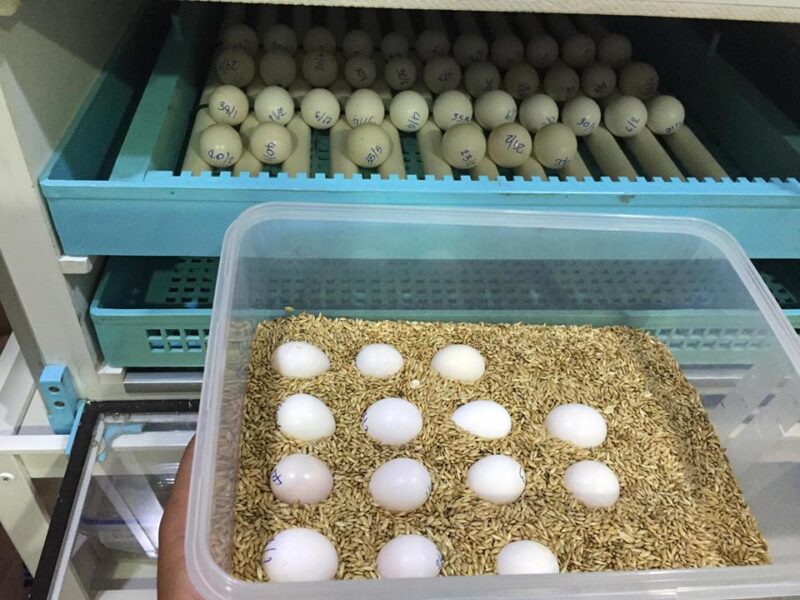 Buy Congo African Grey Parrot Eggs