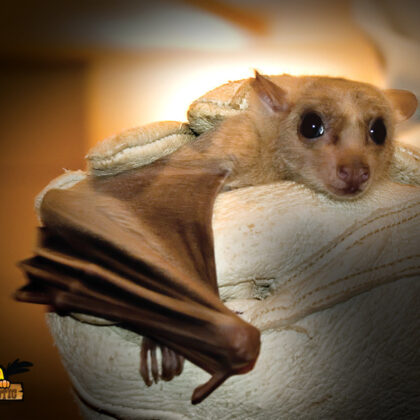 Egyptian Fruit Bat