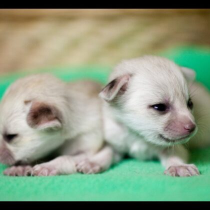 Fennec Fox Pup