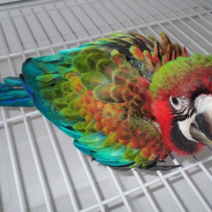 Buy Flame Macaw Parrot