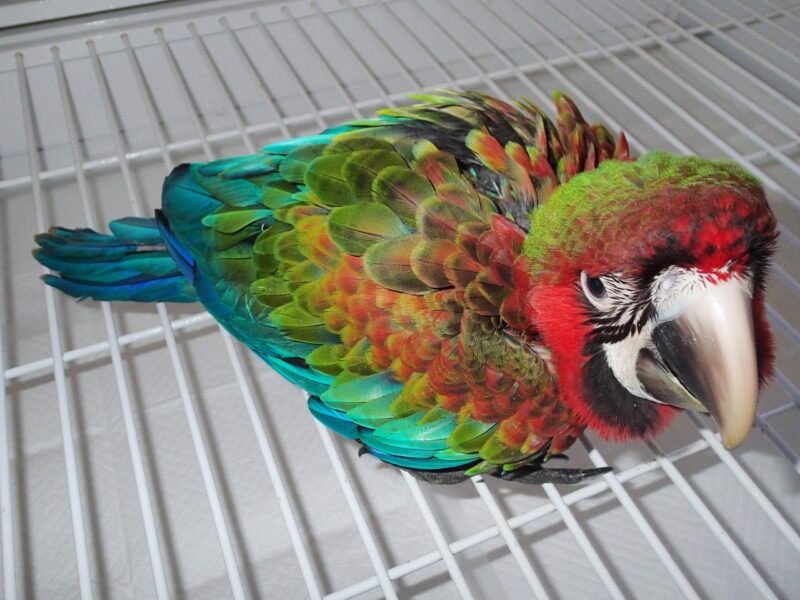 Buy Flame Macaw Parrot