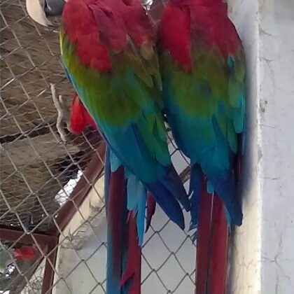 Buy Green Wing Macaw Parrots