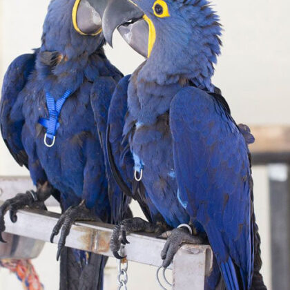 Buy Hyacinth Macaw Parrot