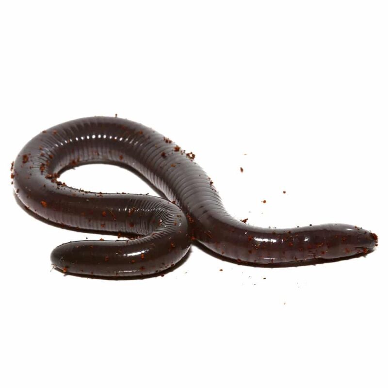 Juvenile Giant Mexican Caecilian snake