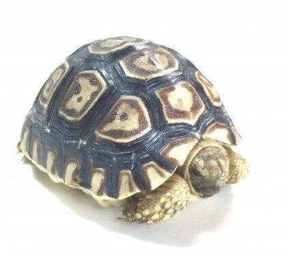 Leopard Tortoise For Sale