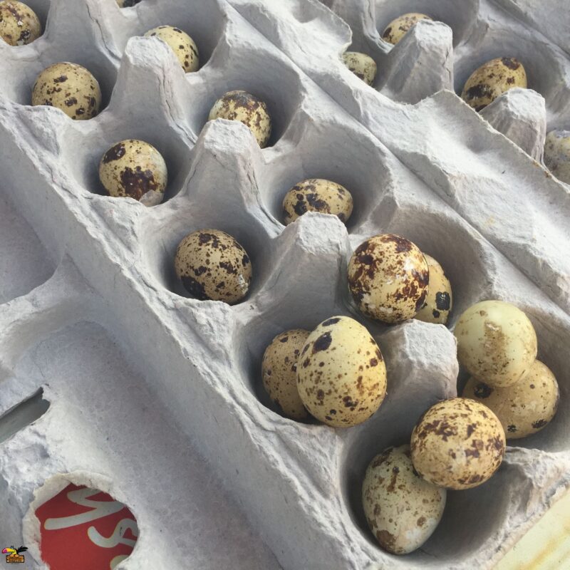 Mearns Quail Hatching Eggs