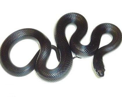 Mexican Black Kingsnake For Sale