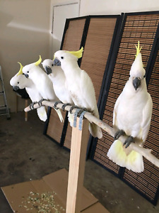 Buy Moluccan Cockatoo Parrot