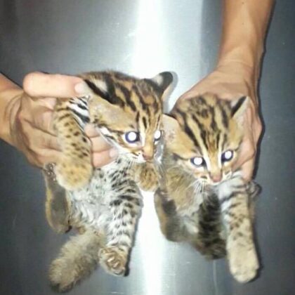 Ocelot Kitten