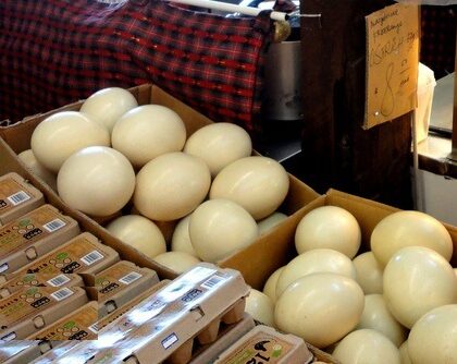 Buy Ostrich Eggs