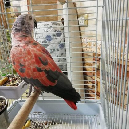 Red Factor African Grey Parrot