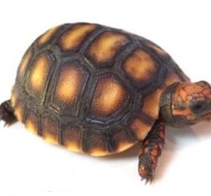 Red Footed Tortoise for Sale