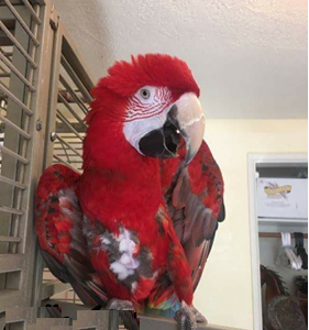 Buy Scarlet Macaw Parrot