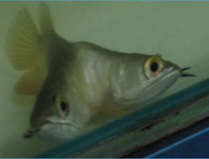 Siamese (Double Headed) Arowana fish for sale