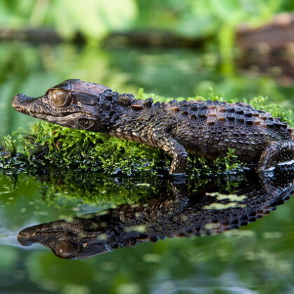 Smooth Fronted Caiman for Sale