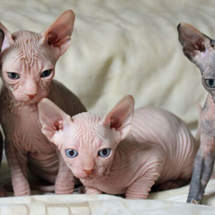 Sphynx Kitten