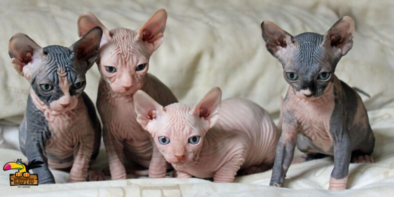 Sphynx Kitten