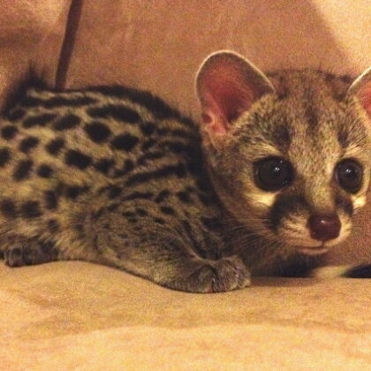 Spotted Genet