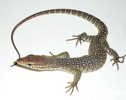 Timor Monitor For Sale