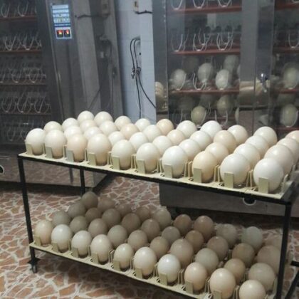 Buy Toucan Eggs Online