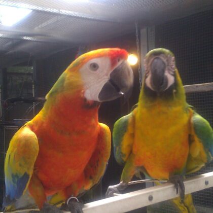 Buy tropicana Macaw