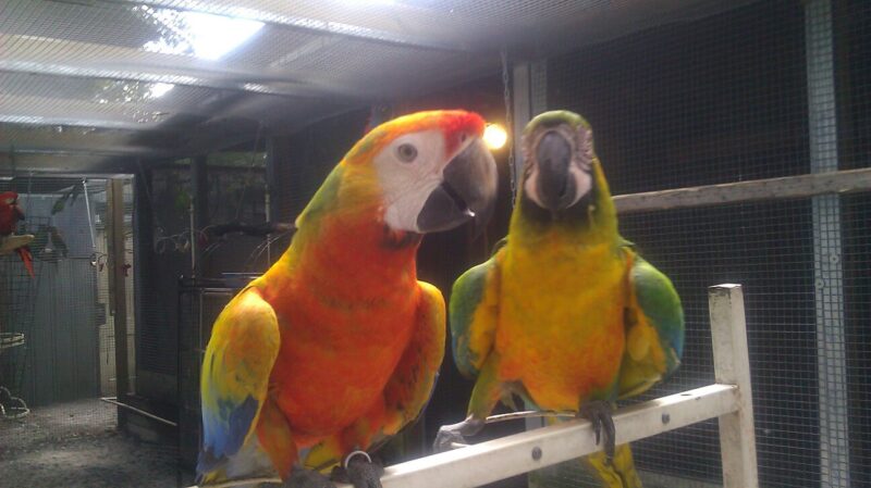 Buy tropicana Macaw