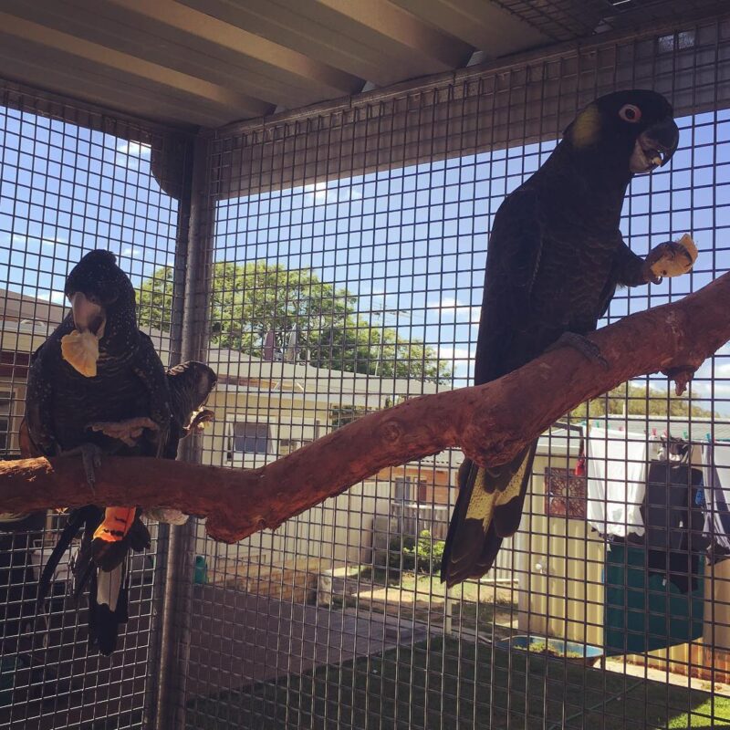 Yellow Tail Black Cockatoo