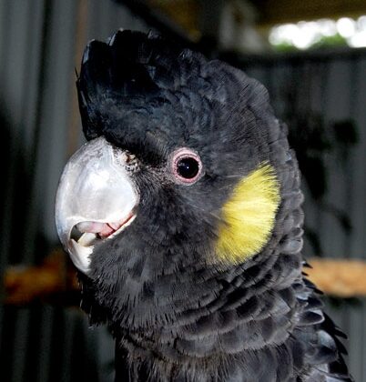 Yellow Tail Black Cockatoo