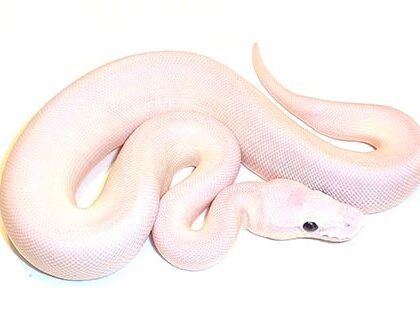 blue-eyed-leucistic-ball-python-1