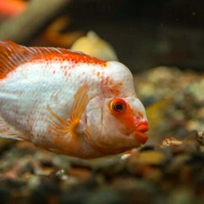 exotic fish for sale